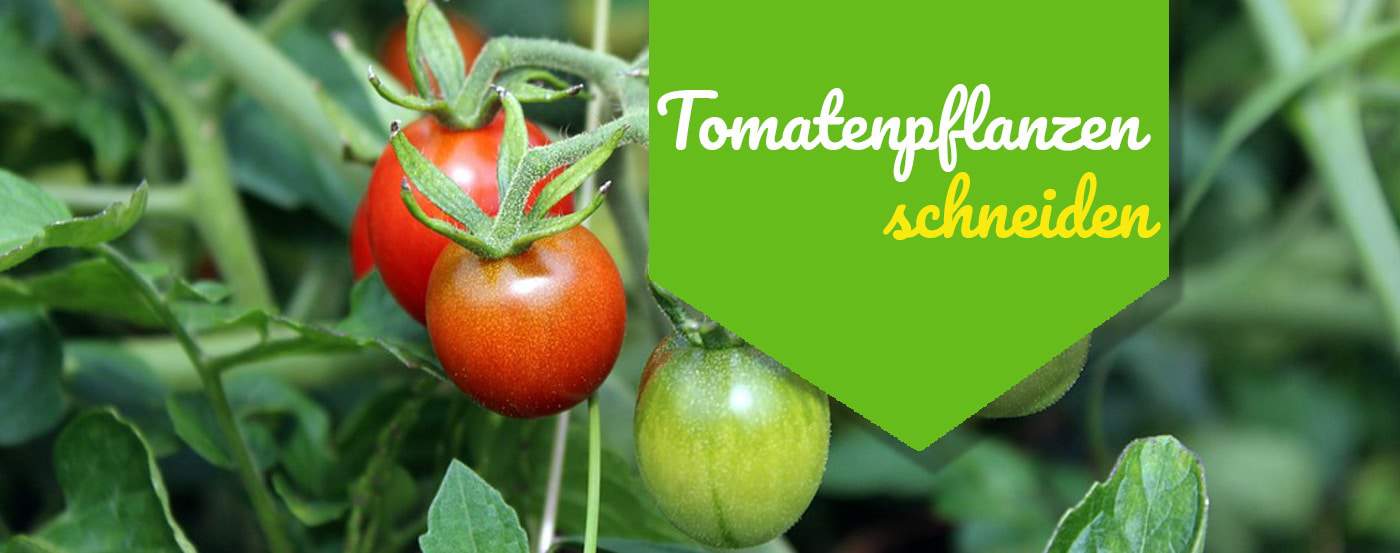 Tomatenpflanzen schneiden: Wann macht es überhaupt Sinn?