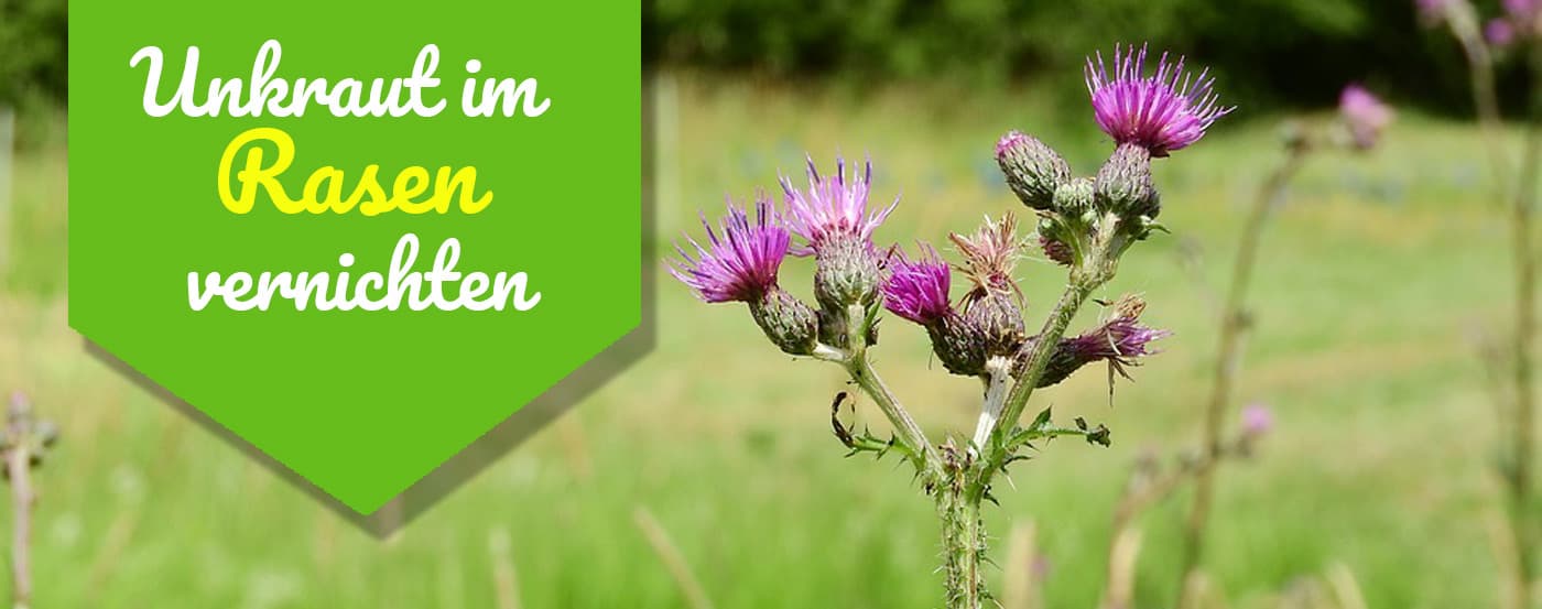 Unkraut im Rasen – so gehst Du gegen Wildwuchs vor