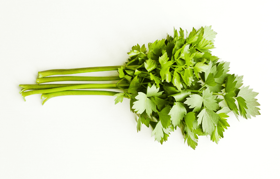 Vegetative Vermehrung