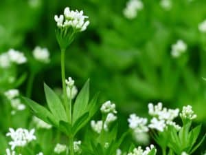 Waldmeister Blüte