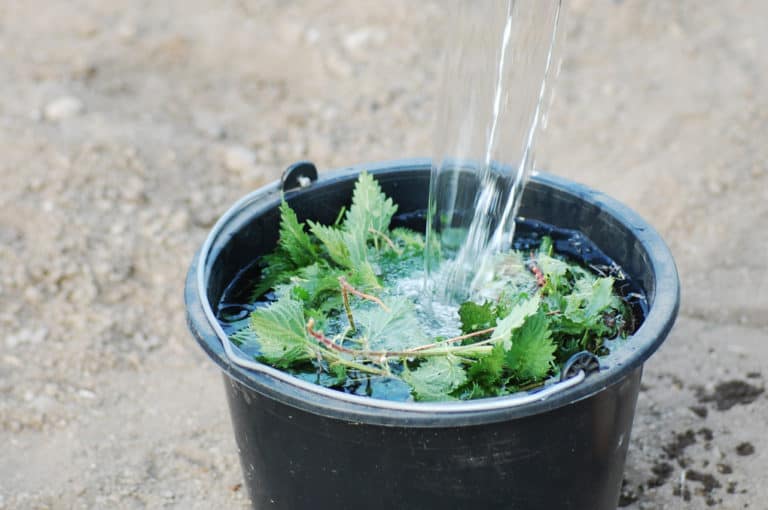 Wasser wird auf Brennnesseln im Eimer gegossen.