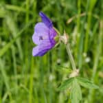 Lila Wiesenstorchschnabel Nahaufnahme