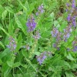 Lila Blüten des Wiesensalbeis
