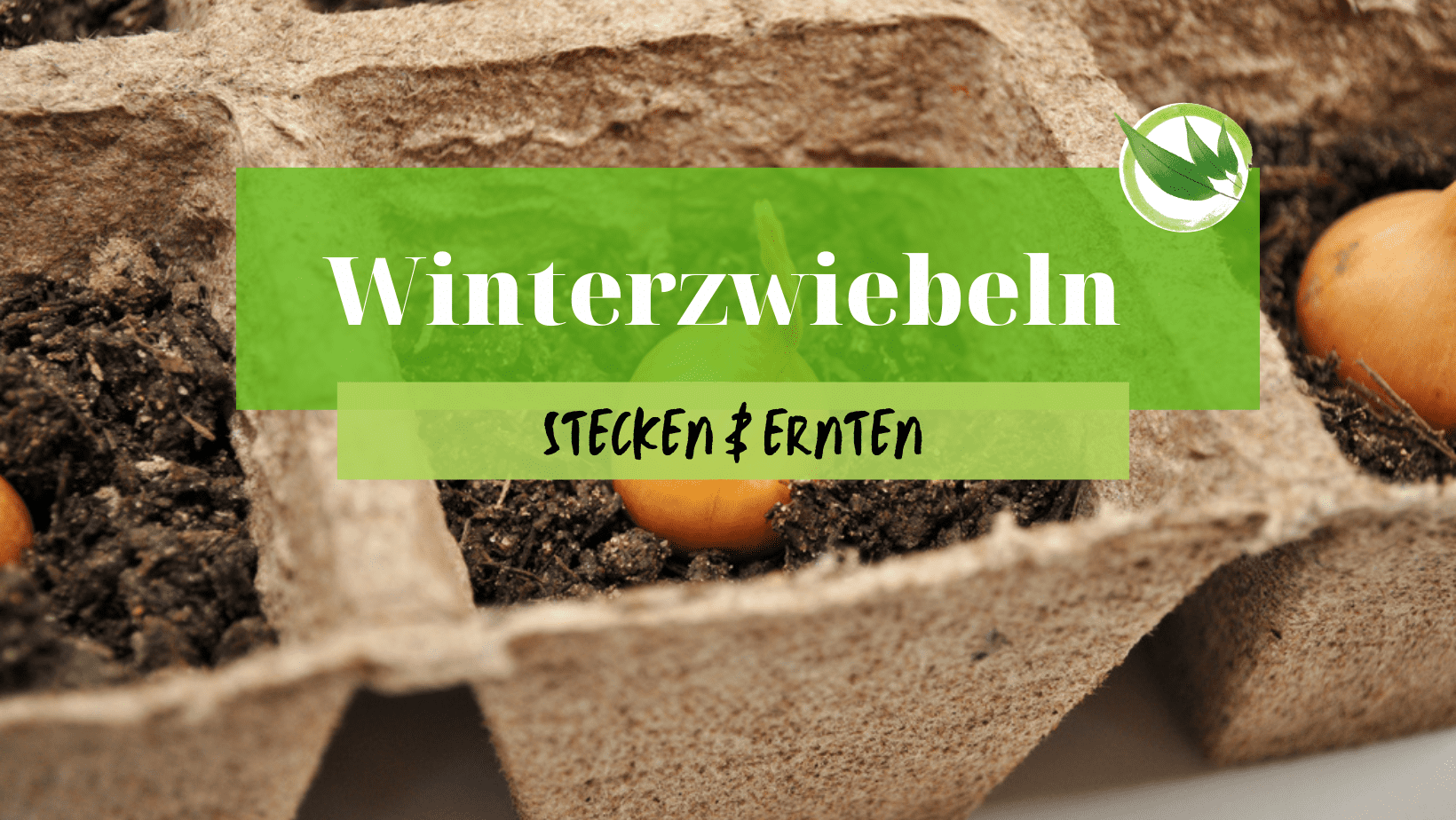 Winterzwiebeln stecken & ernten – Wann & wie richtig anbauen?