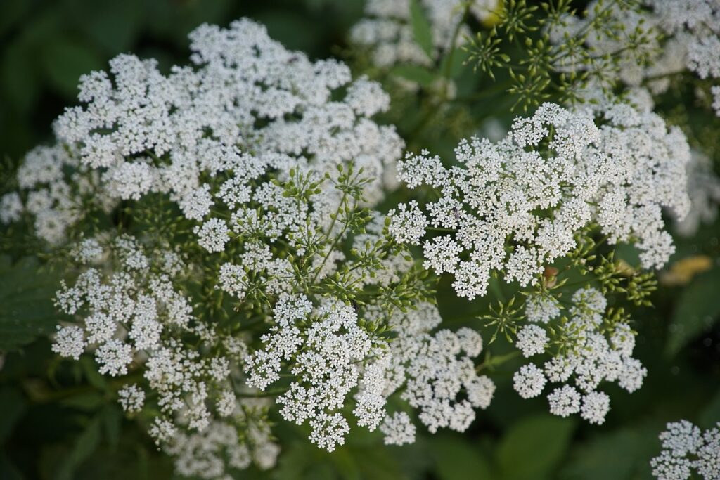 aegopodium, apiaceae, giersch