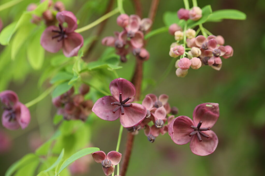 Braune Blüten mit grünen Blättern im Hintergrund.