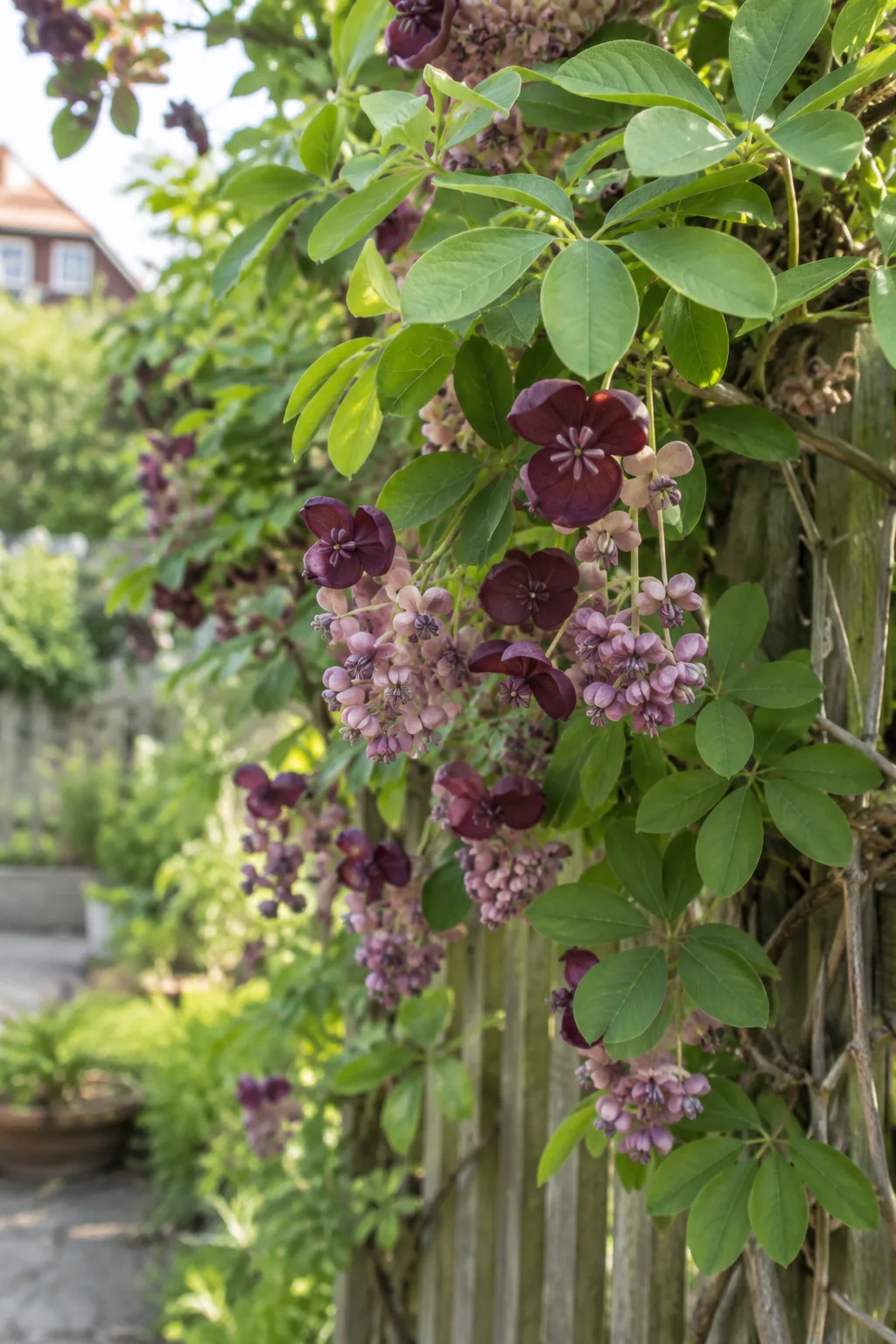 Akebie am Gartenzaun mit fünfteiligen Blättern und hängenden Blütentrauben in Dunkelrot und Rosa