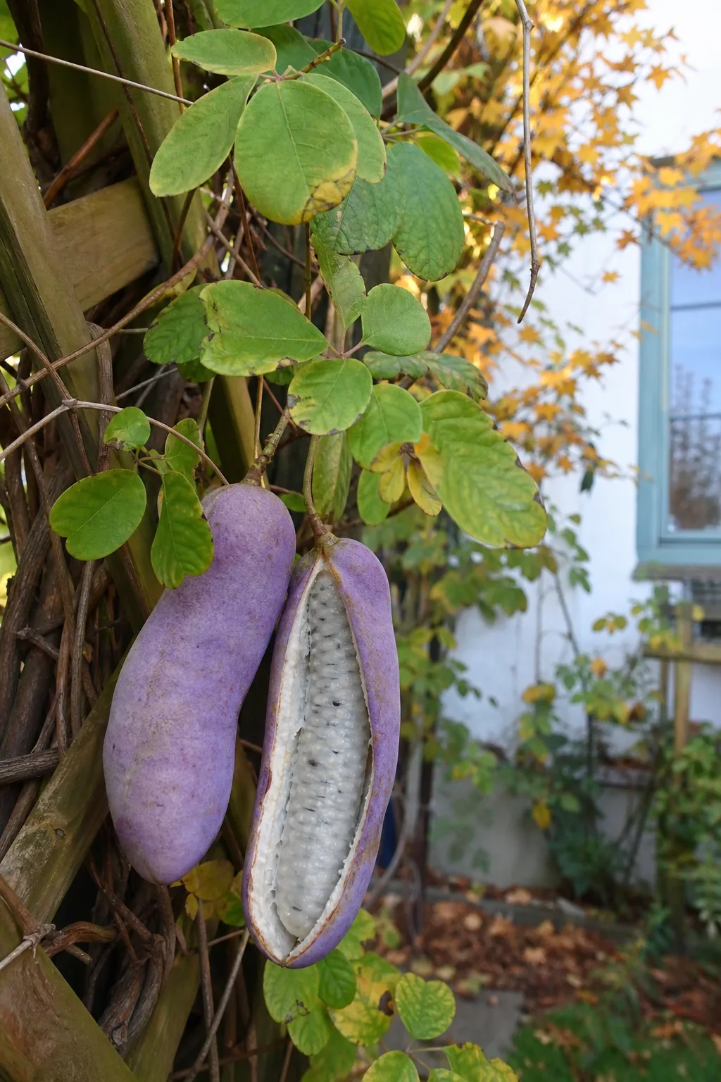 Aufgeplatzte violette Akebie-Frucht mit weißem Fruchtfleisch an der Ranke