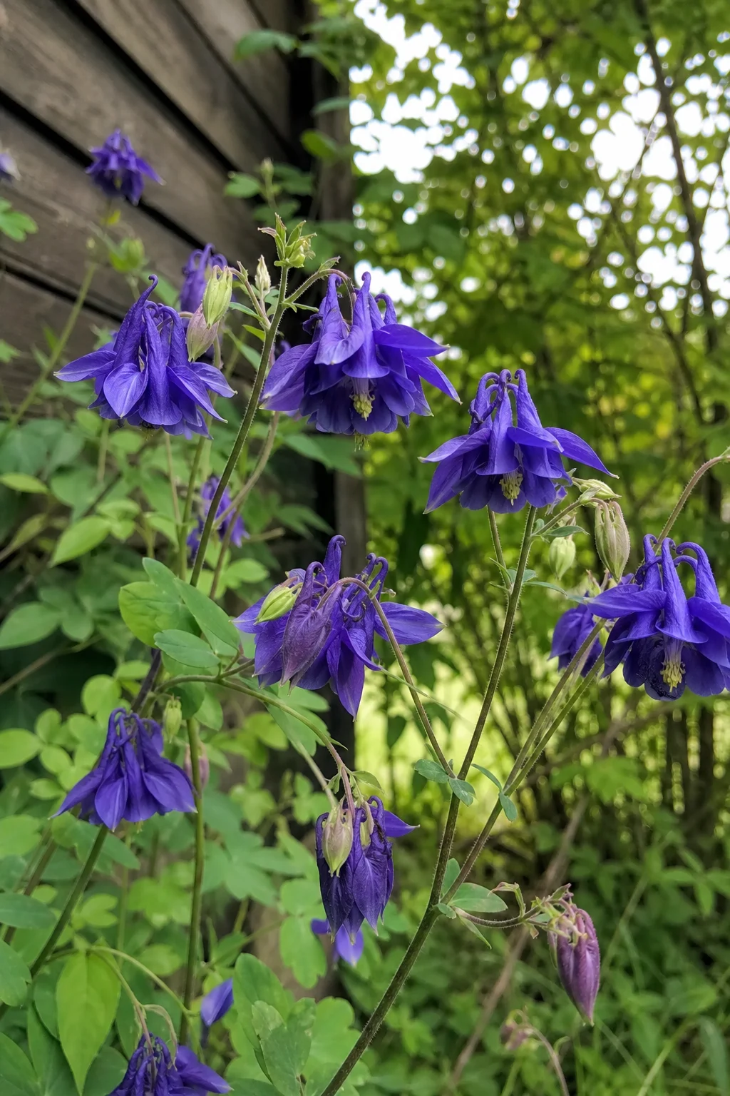 Tiefblau-violette Akeleiblüten (Aquilegia vulgaris) mit charakteristischen Spornen im Detail, weicher Waldrand im Hintergrund.