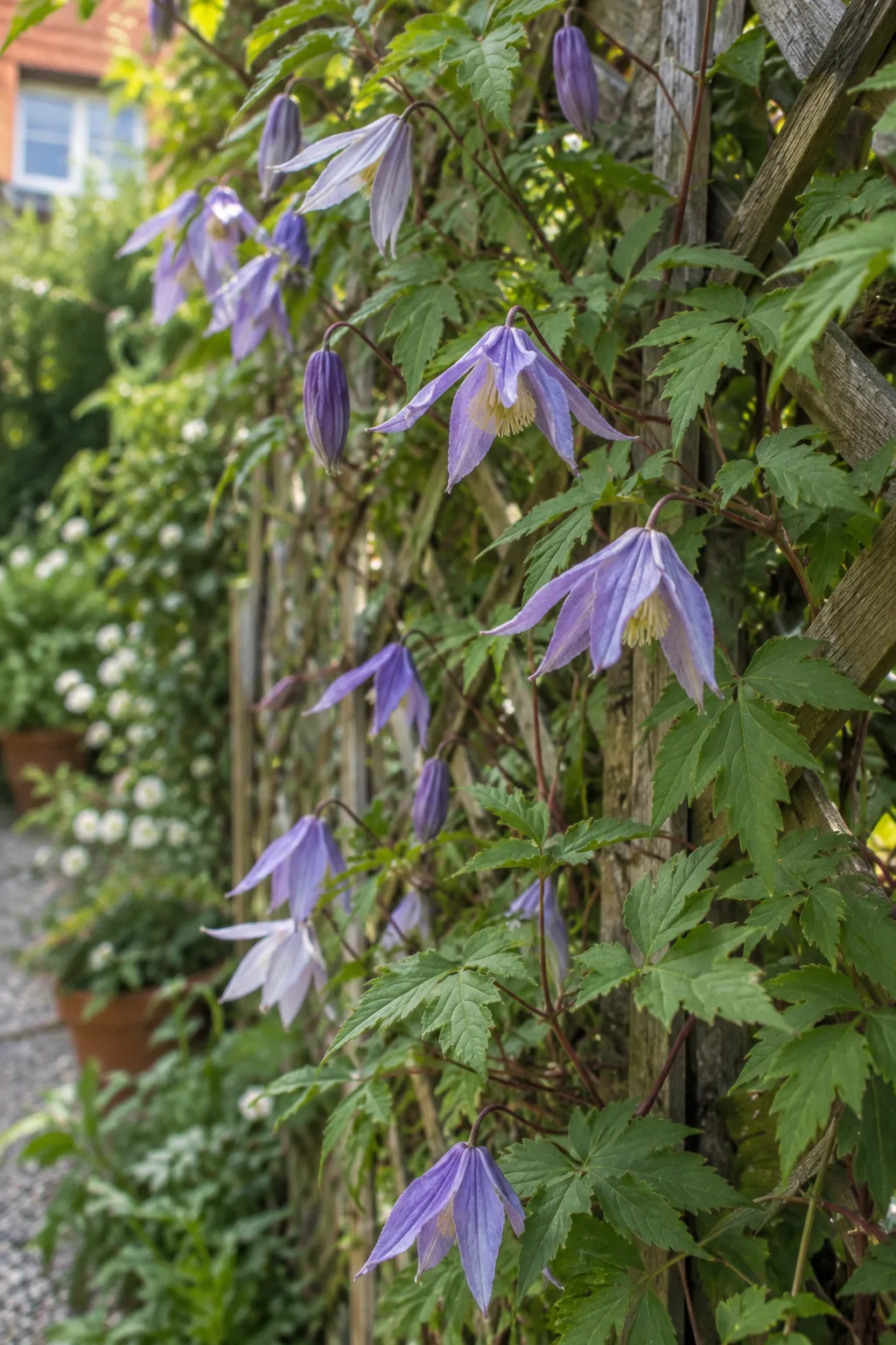Alpen-Waldrebe an einem halbschattigen Holzzaun mit nickenden, hell violettblauen Glockenblüten