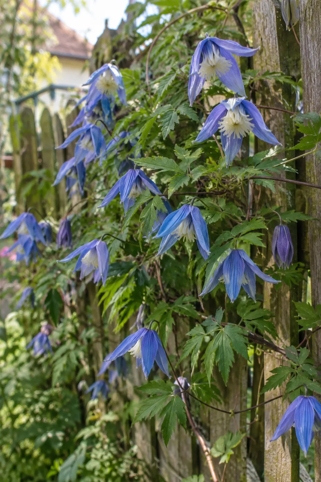 Alpen-Waldrebe an einem Holzzaun im Halbschatten mit vielen nickenden, mittelblauen Glockenblüten aus vier Kelchblättern und weißer Mitte im April