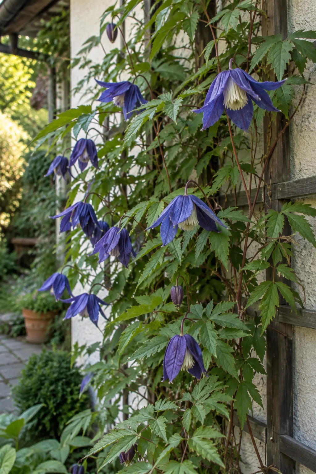 Clematis mit dunkelblauen nickenden Glockenblüten und cremeweißer Mitte, die an einem Rankgitter an einer schattigen Hausecke hängen