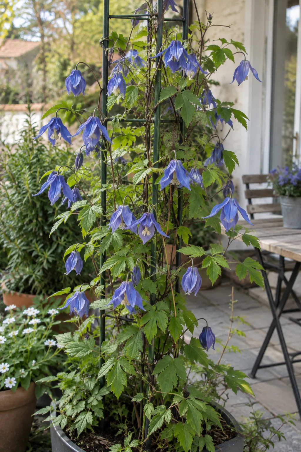 Kübel mit Rankgitter, an dem eine Alpen-Waldrebe mit nickenden, glockenförmigen, mittelblauen Blüten mit cremeweißer Mitte im April emporrankt