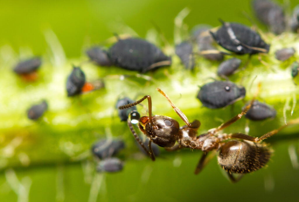 Macro image of a red ant feeding on honey droplets extracted from aphids