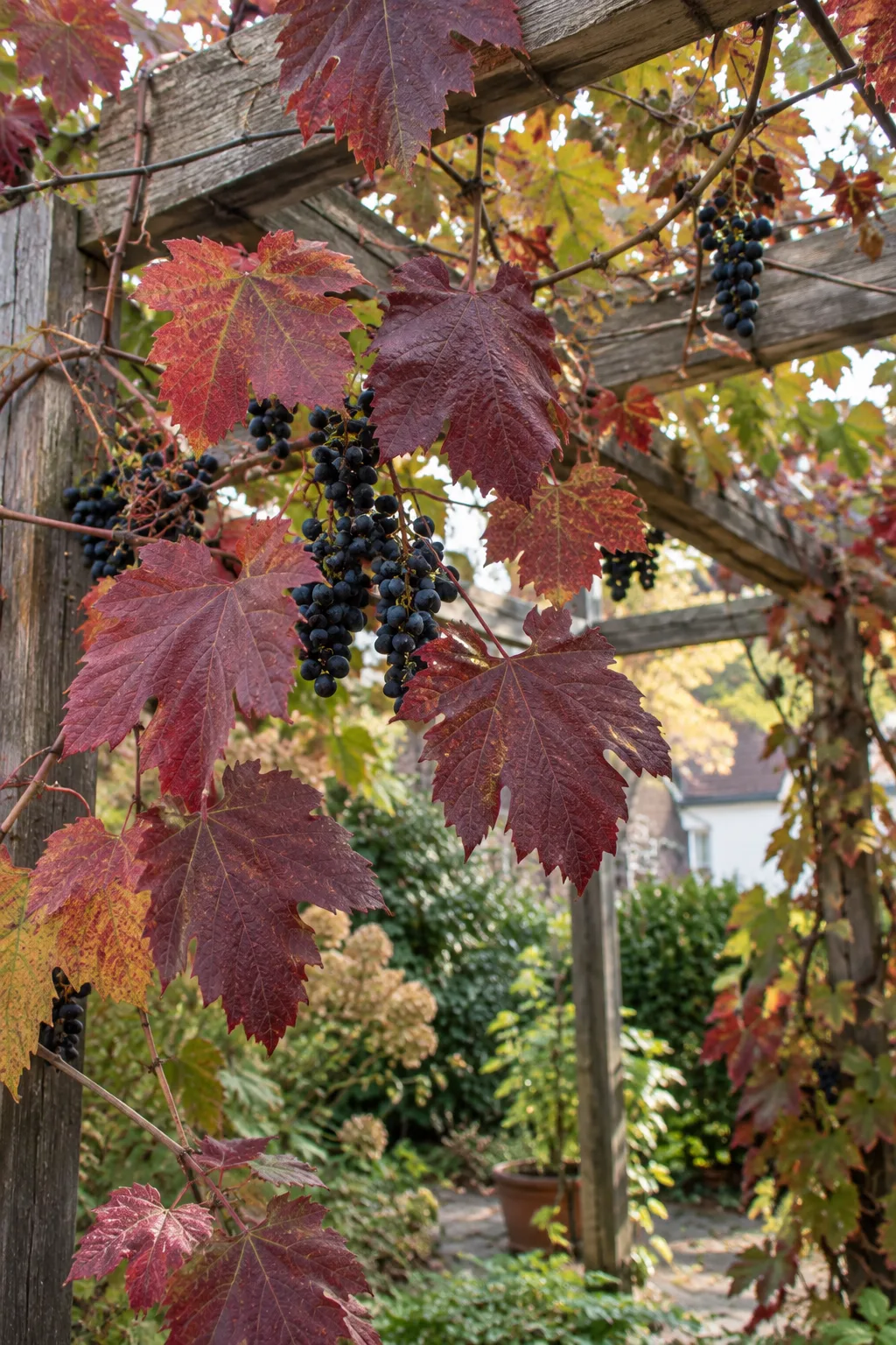 Amur-Rebe an einer Pergola mit rot bis purpurn gefärbtem Weinlaub und kleinen schwarzen Trauben