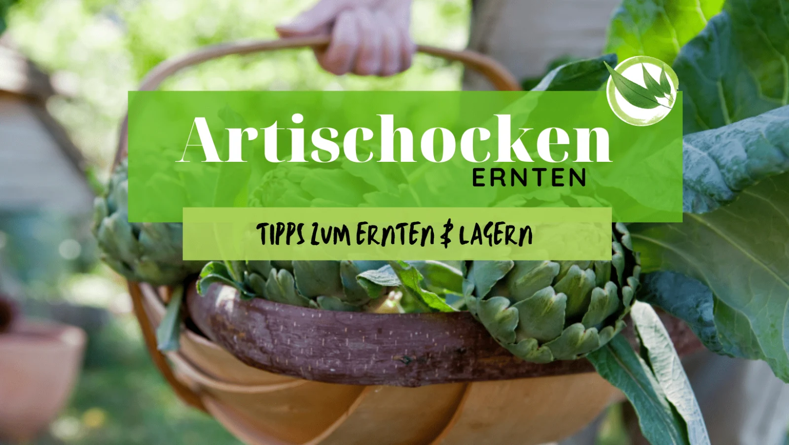Artischocken ernten – die besten Tipps zum Ernten & Lagern