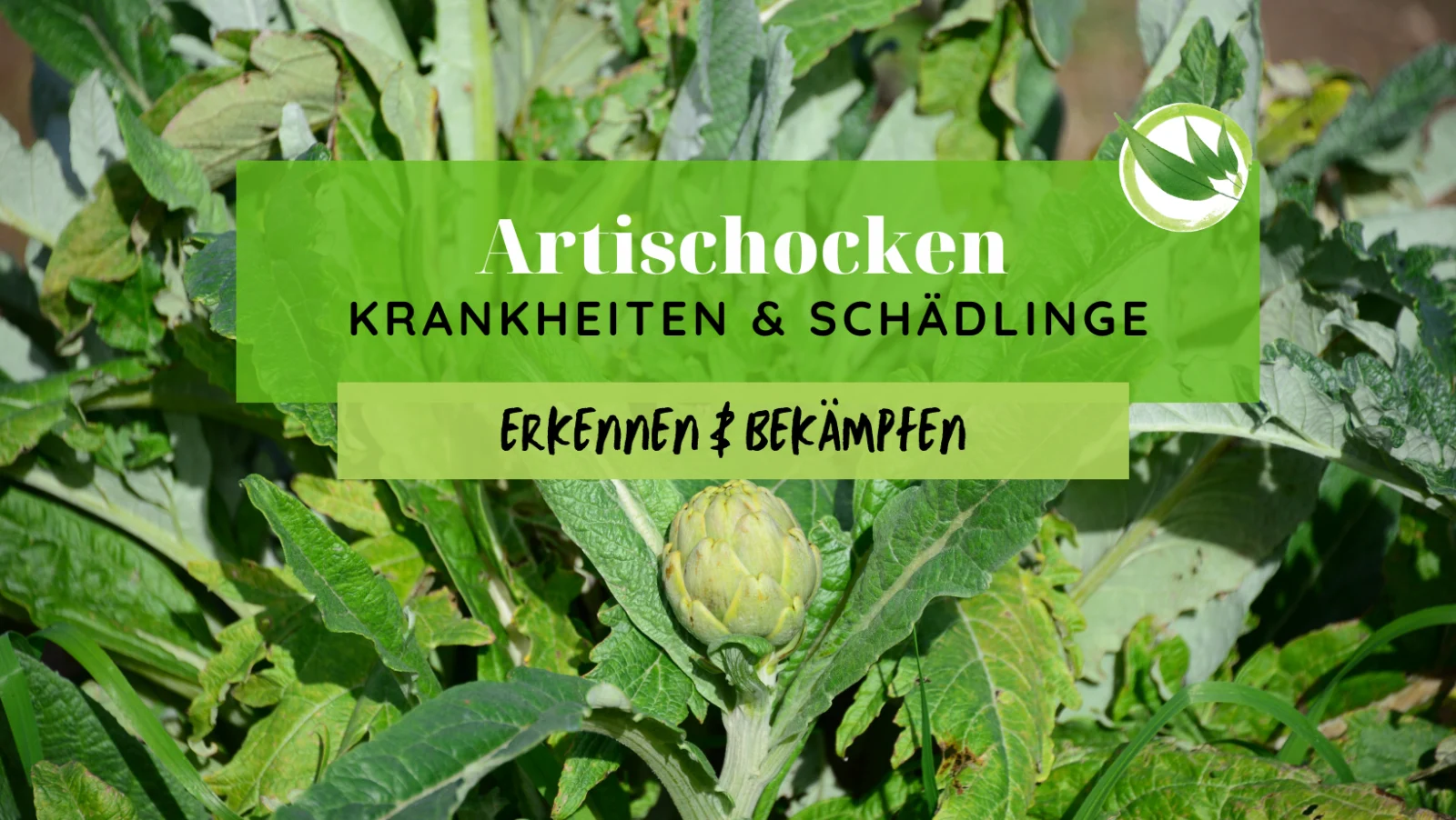 Artischocken Krankheiten & Schädlinge erkennen & bekämpfen