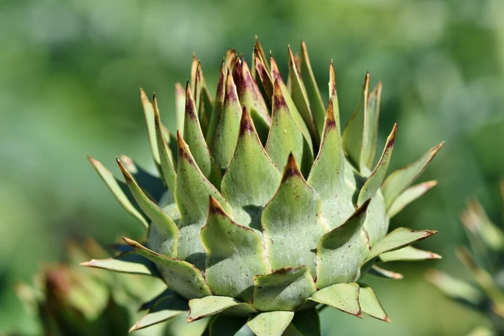 Artischocke im Garten