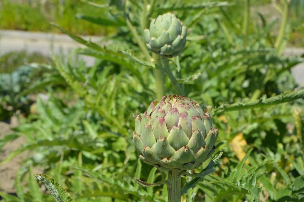 Artischockenpflanze in einem Garten