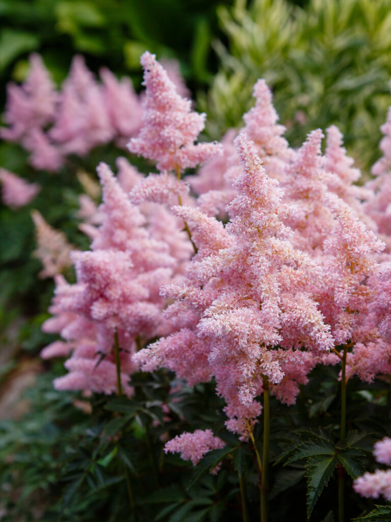 Rosa Astilbe-Blumen im Garten