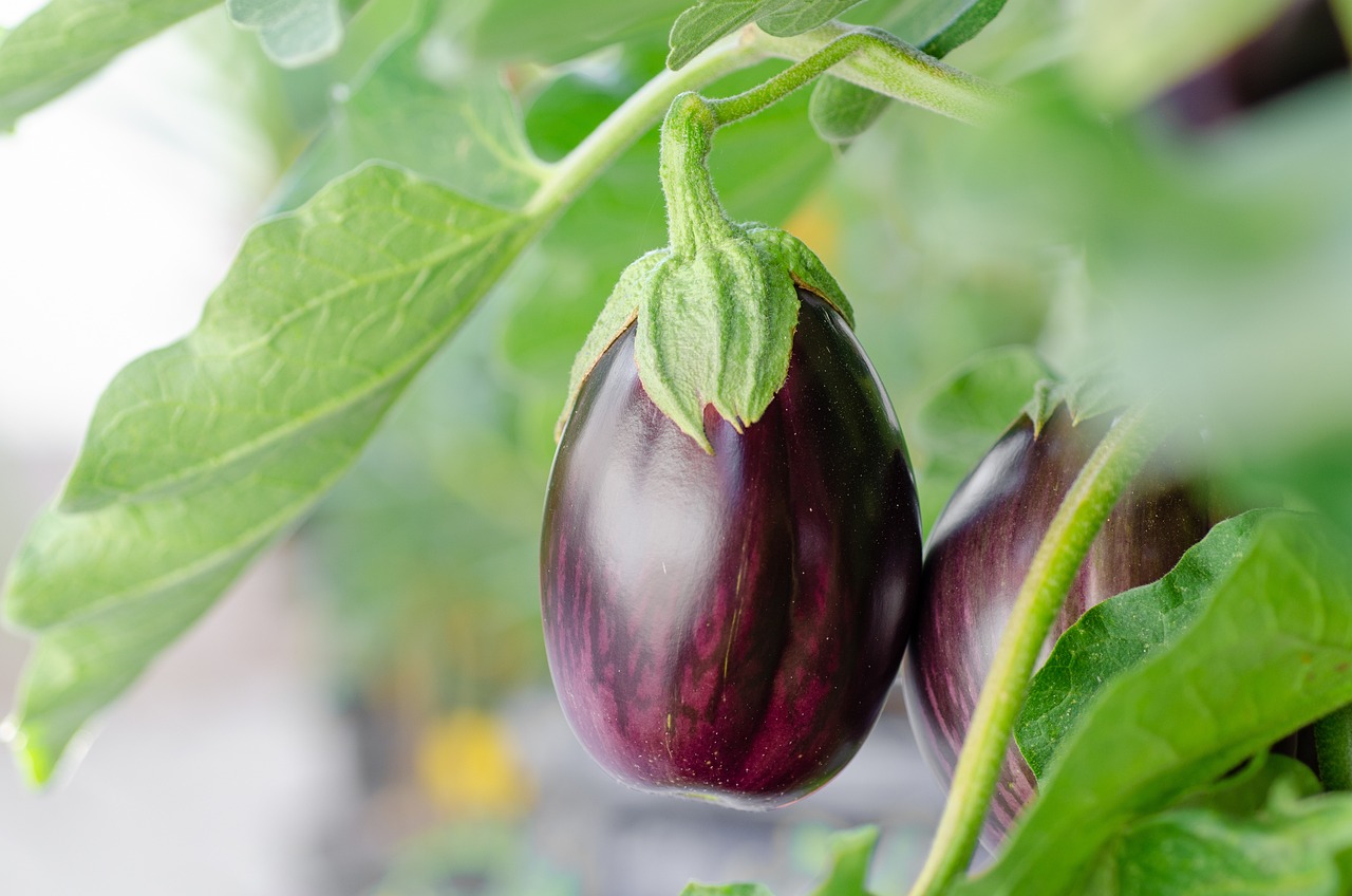 Nahaufnahme einer Aubergine an einer Auberginenpflanze