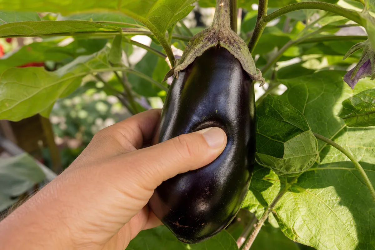Daumen drückt eine glänzende Aubergine an der Pflanze leicht ein