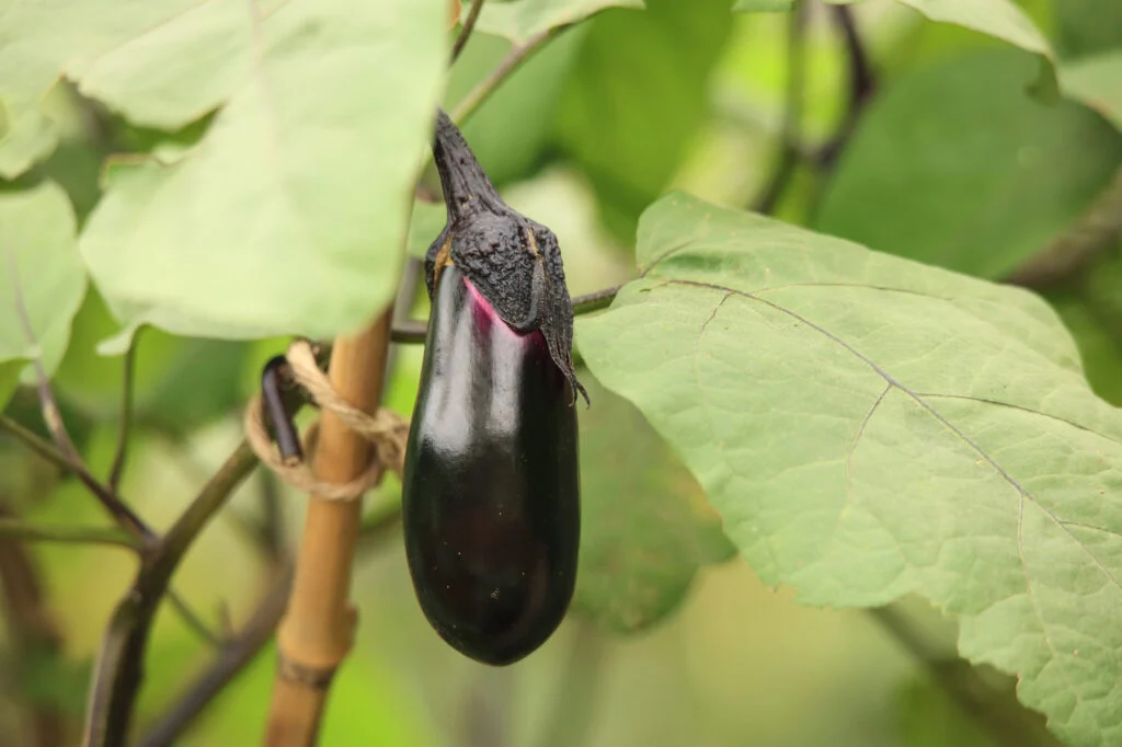 Aubergine am Stiel im Garten.