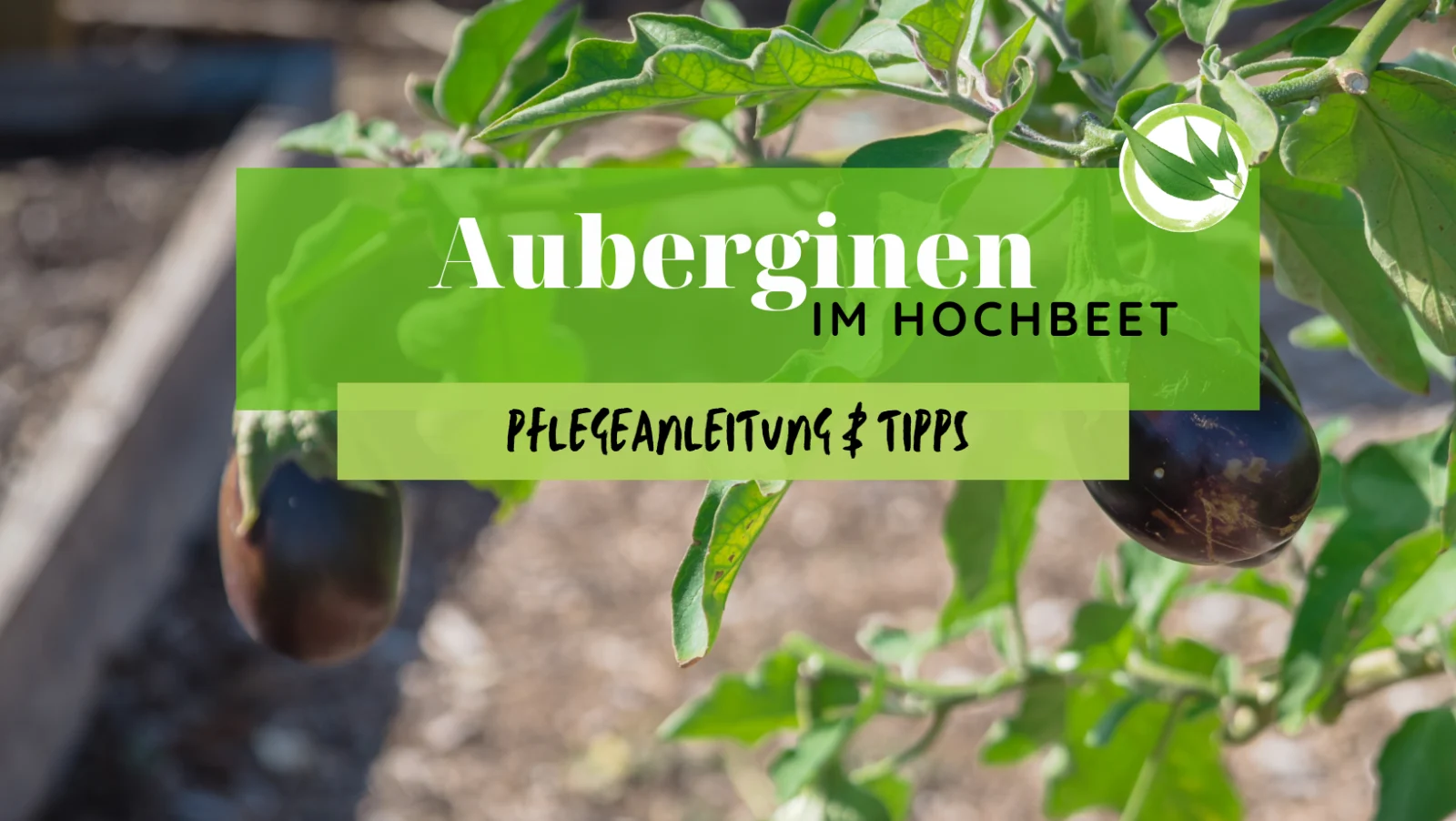 Auberginen im Hochbeet – Pflegeanleitung & Tipps