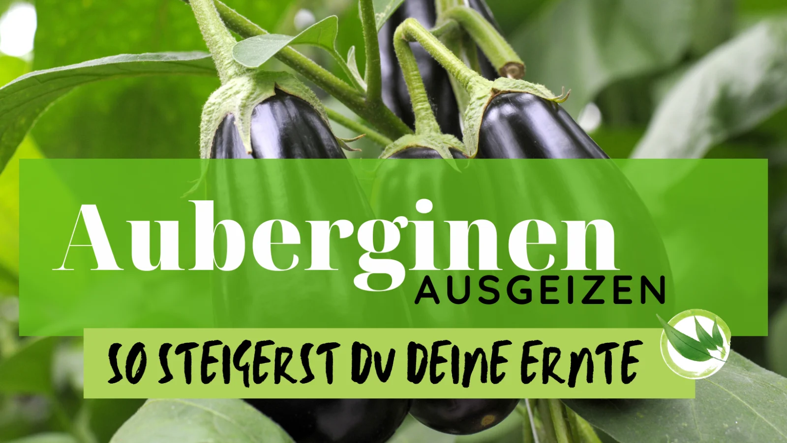 So geizt man Auberginen aus