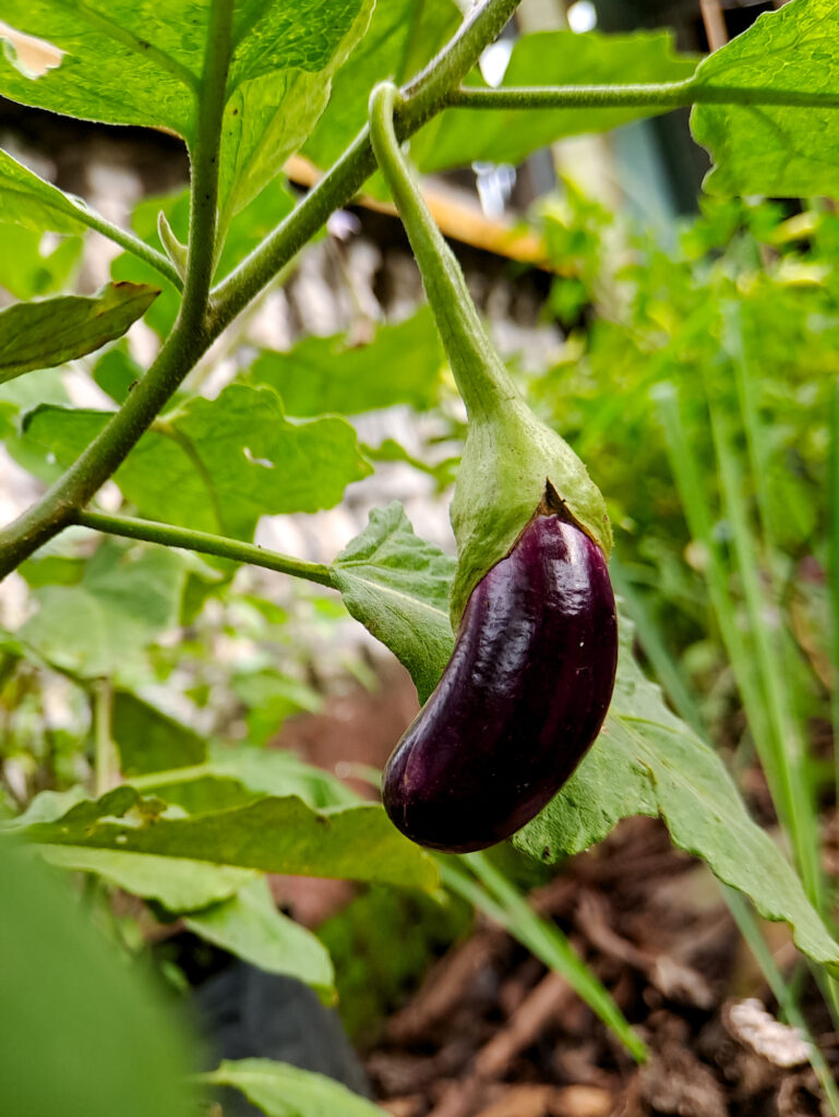 Lila Aubergine an Pflanze im Garten.