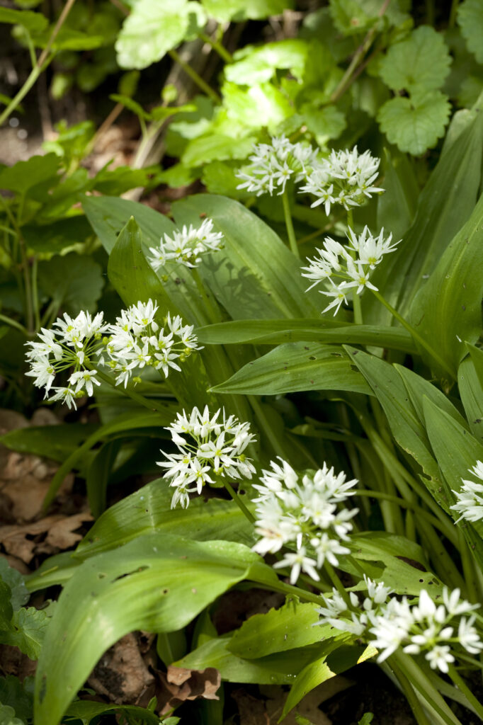 Blühender Bärlauch im grünen Garten