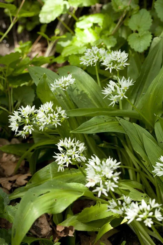 Blühender Bärlauch im grünen Garten