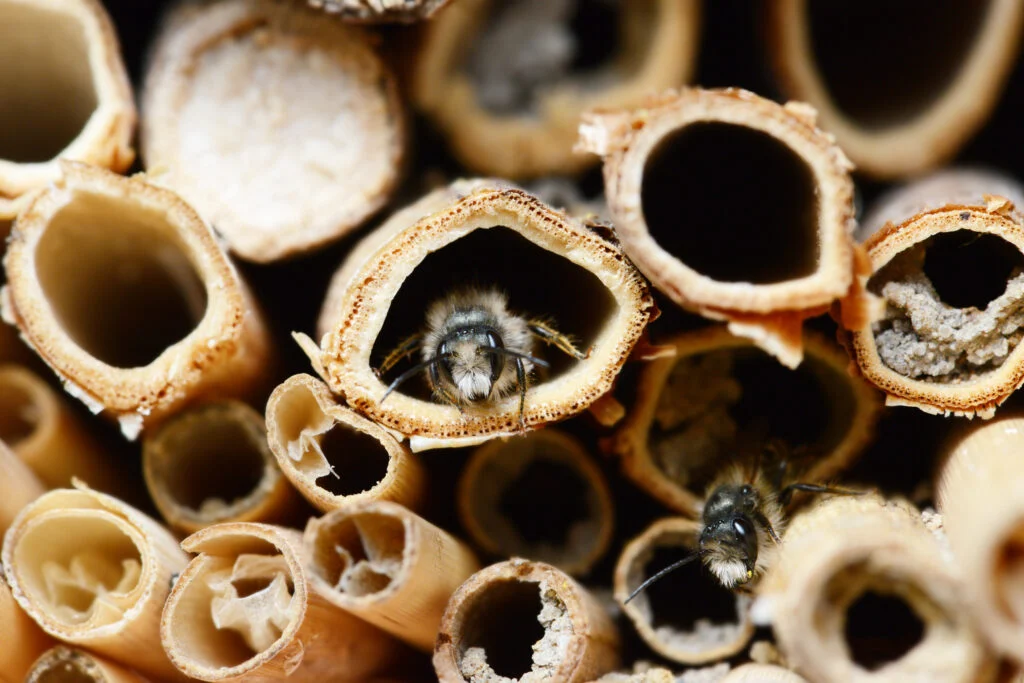 male wild bees flying in front of insect shelter.