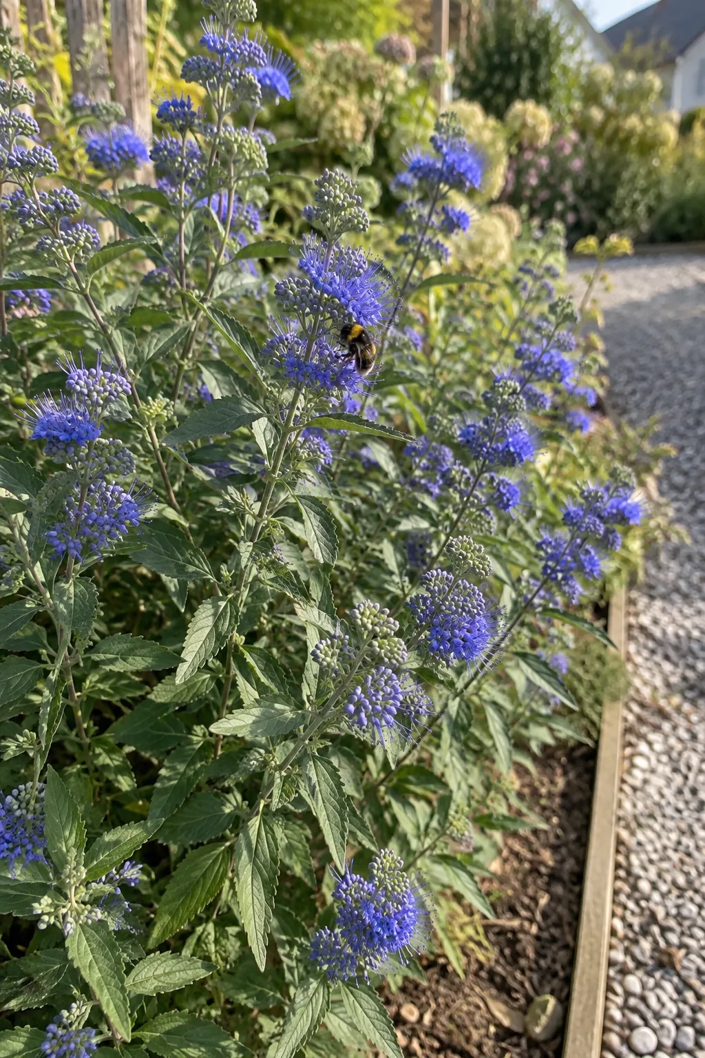 Bartblume neben einem Kiesweg mit graugrünem, gezähntem Laub und quirlig angeordneten dunkelblauen Blüten, an denen eine Hummel saugt