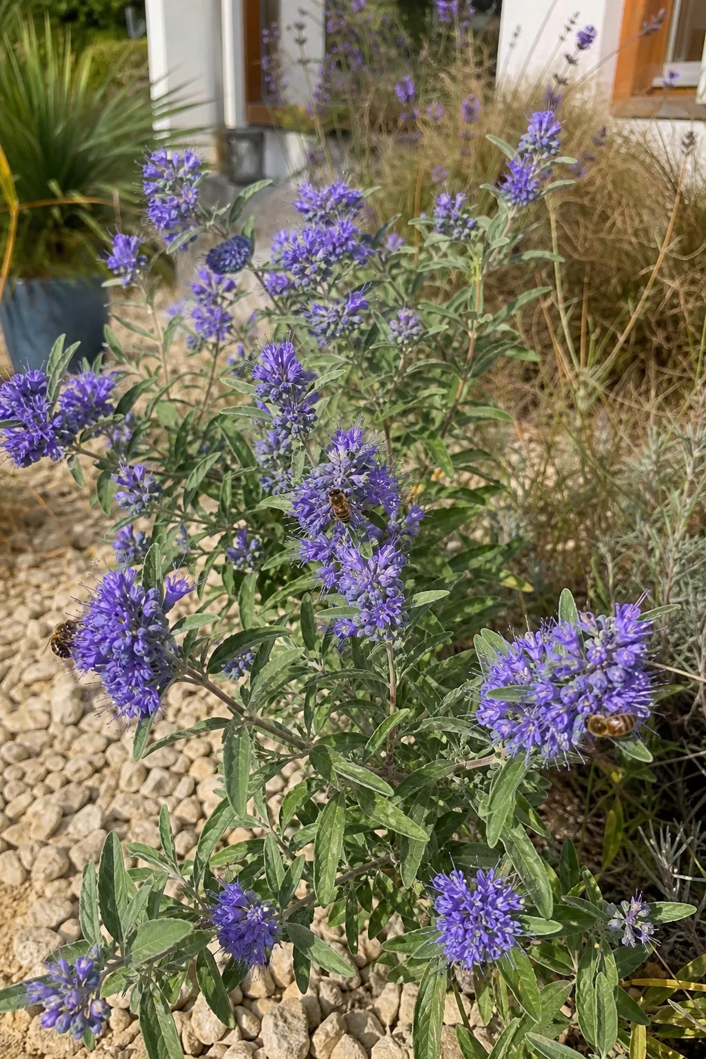 Blühende Bartblume mit blauvioletten Blüten und Honigbienen im Kiesbeet