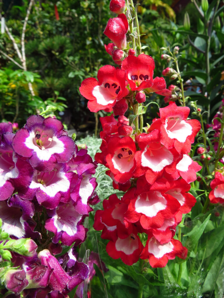 Bunte Blüten im Garten