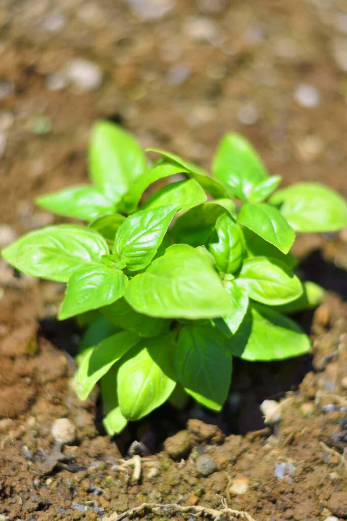 Grüne Basilikumpflanze im Garten