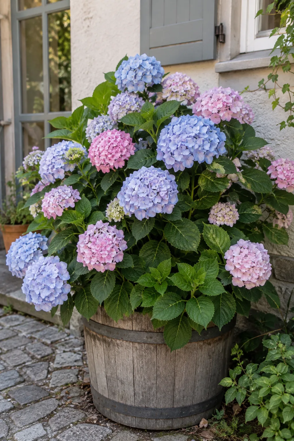Bauernhortensie in einem großen Holzkübel mit gewölbten Blütenbällen in Hellblau und Zartrosa, an einer Hauswand im Spätsommer