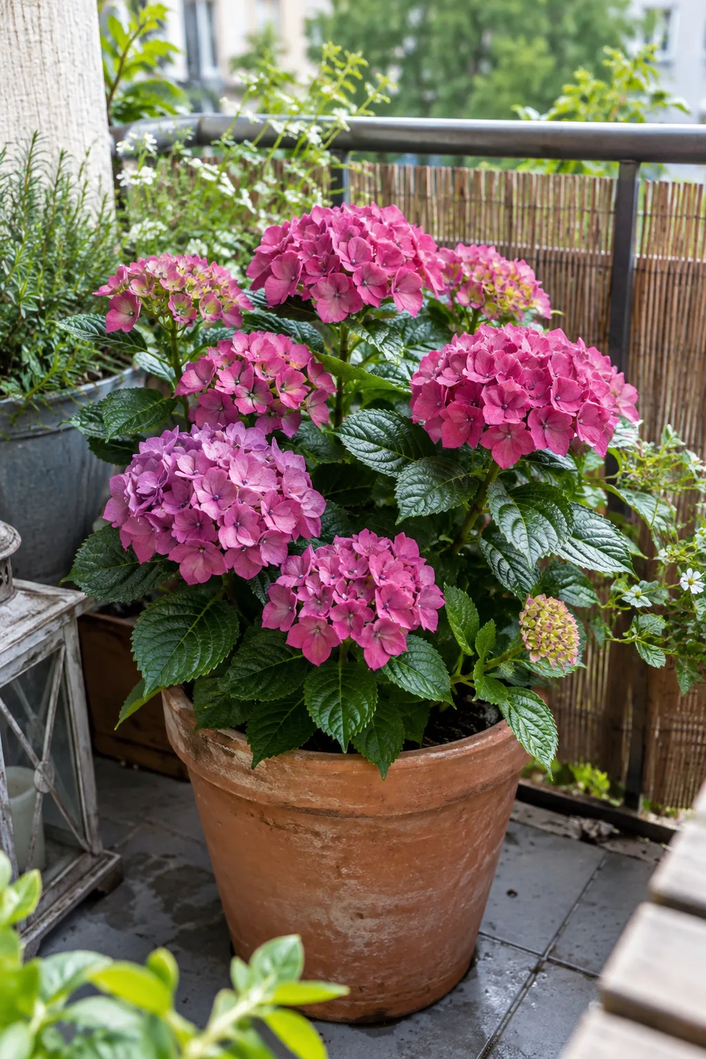 Sehr kleine Bauernhortensie in einem Terrakottatopf auf einer Balkonbrüstung mit kompakten rosaroten Blütenbällen über glänzendem dunkelgrünem Laub