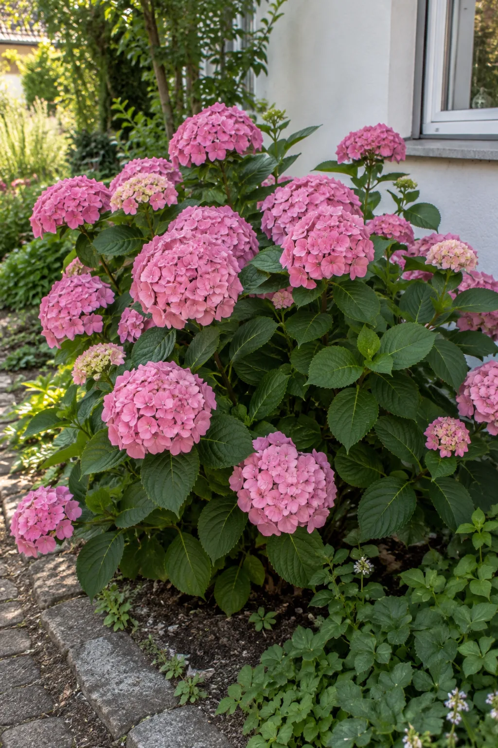 Bauernhortensie im Halbschatten an einer Hauswand mit großen, ballförmigen, klar rosa Blütenständen über groben, gezähnten dunkelgrünen Blättern