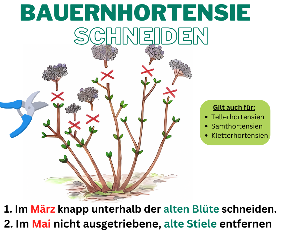 Anleitung zum Bauernhortensien-Schnitt mit Schere.