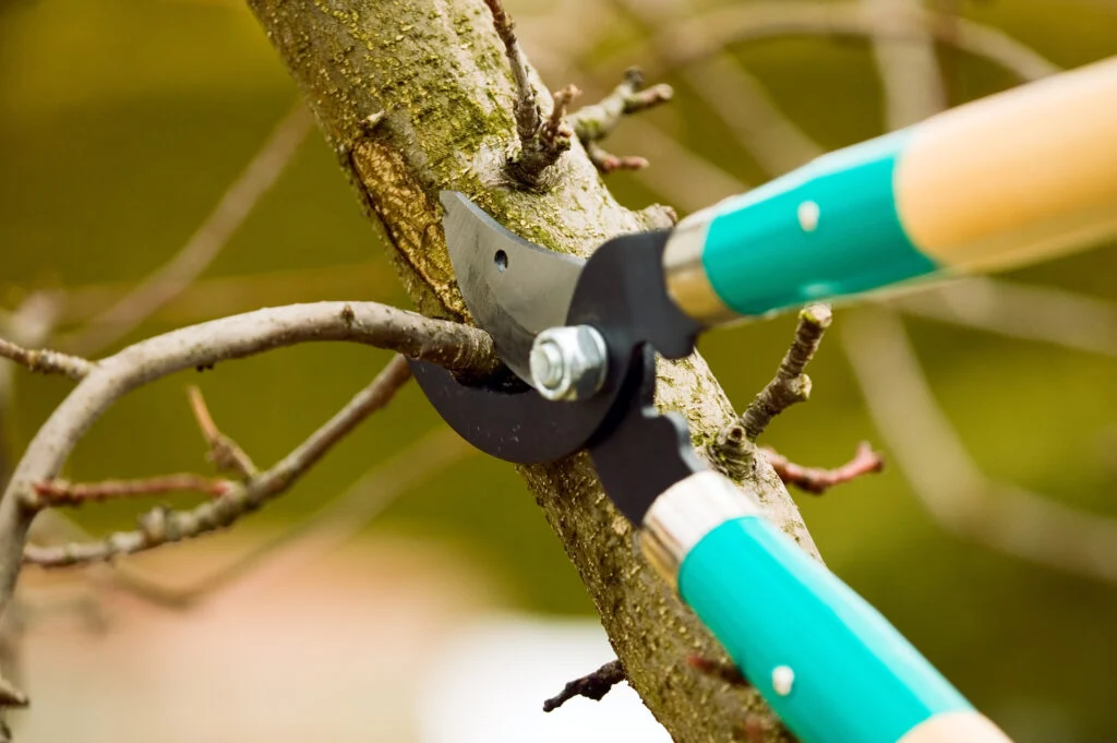 Mit einer Schere Äste vom Baum schneiden