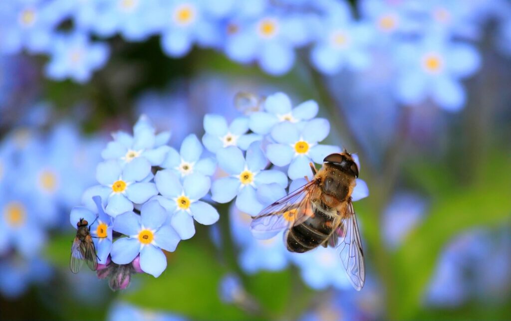 beautiful flowers, flower background, flower wallpaper