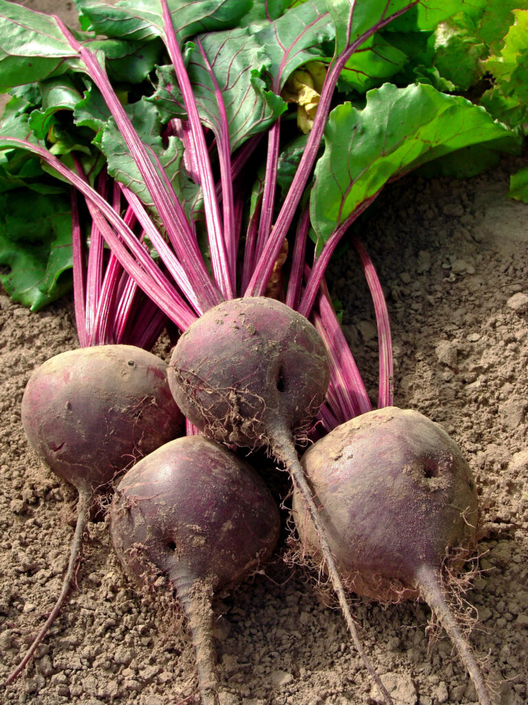 Rote Bete im Garten nach der Ernte