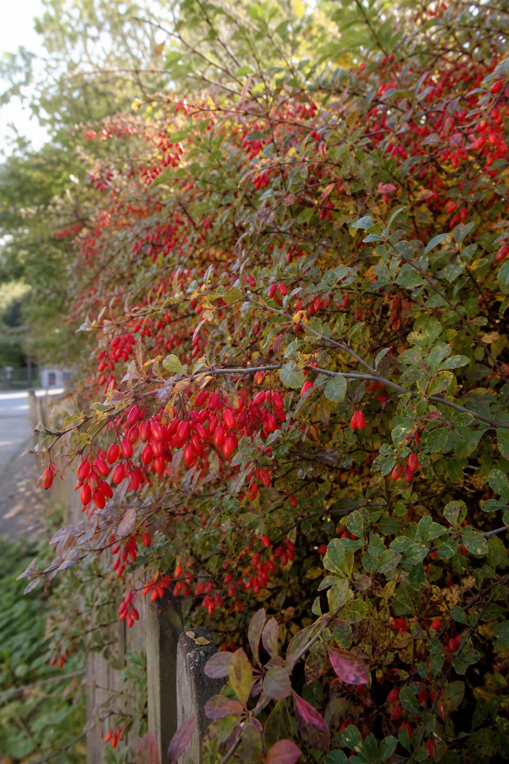 Gewöhnliche Berberitze mit hängenden roten Beeren und dreiteiligen Dornen