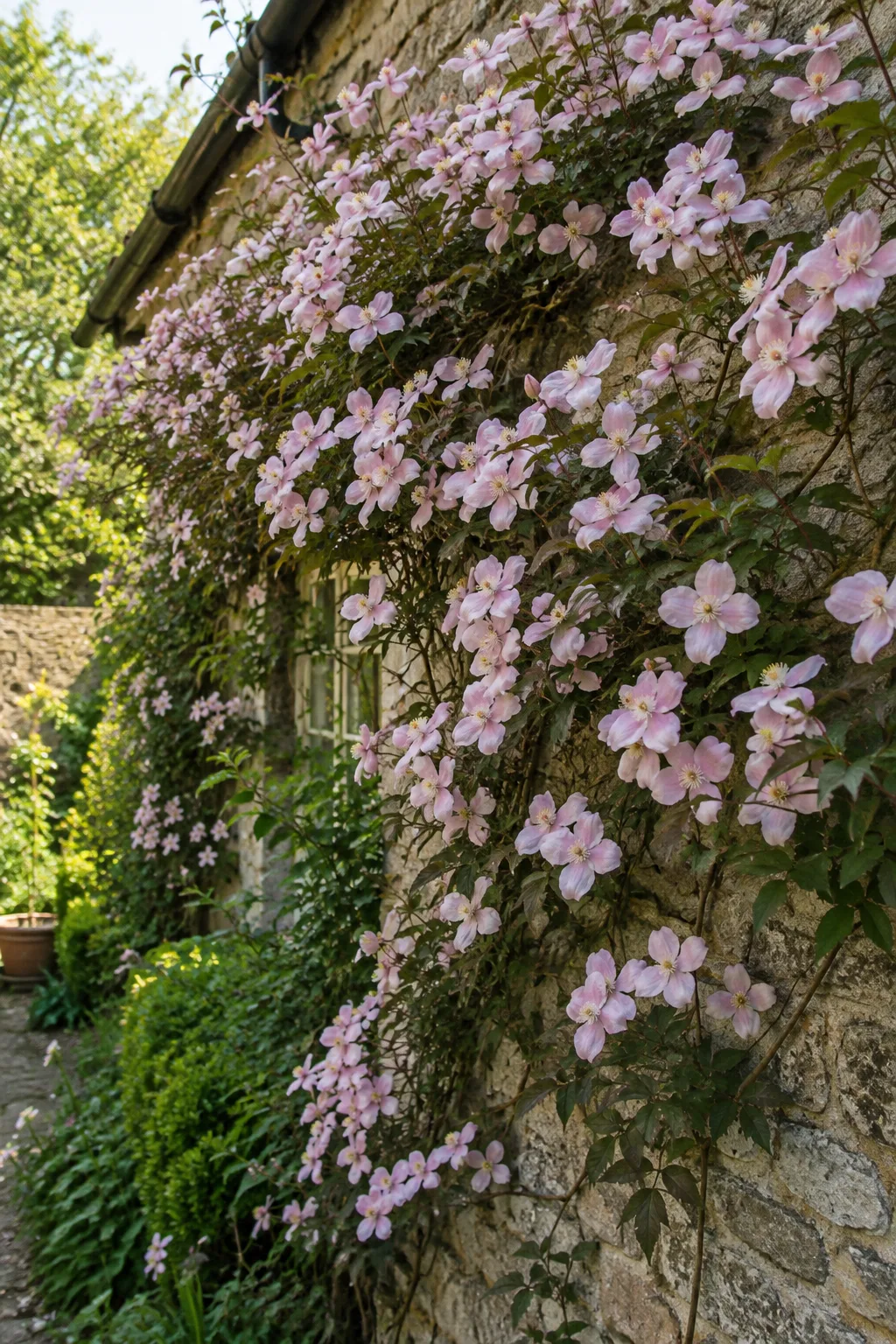 Berg-Waldrebe, die einen großen Teil einer Gartenmauer überwuchert, über und über mit blassrosa, vierzähligen Blüten mit seidigem Glanz bedeckt, Ende Mai