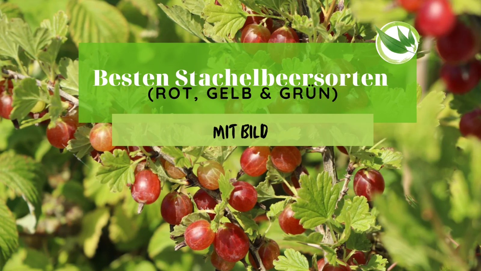 Besten Stachelbeersorten (rot, gelb & grün) | Mit Bild