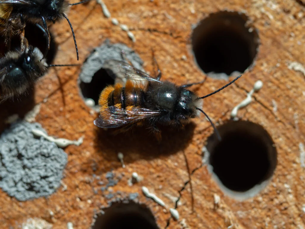 Mason bee on an insect hotel