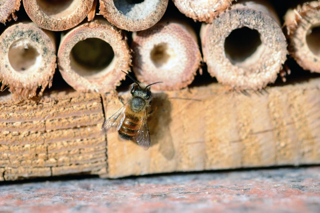 wild bee in insect shelter