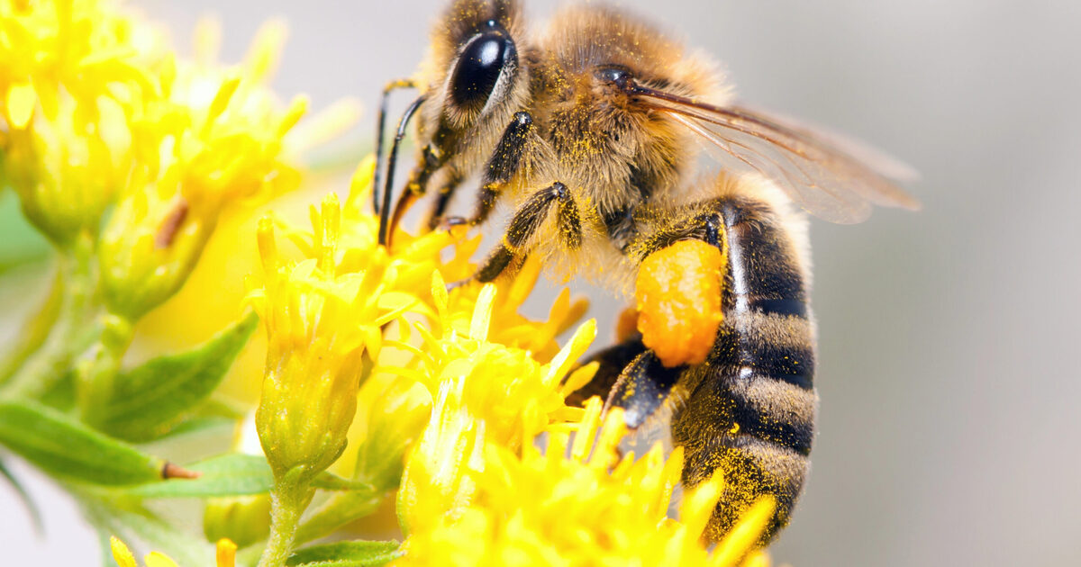 11 Pflanzen, die für Bienen völlig nutzlos sind: Wir geben Alternativen